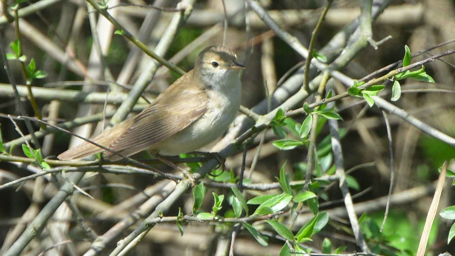 Eurasian Reed Warbler